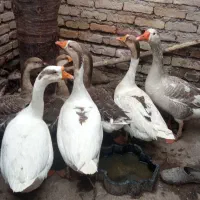 هفت عددغاز|حیوانات مزرعه|مشگین شهر, |دیوار