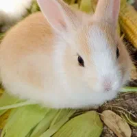 بچه خرگوش ،نژاد هُلَندی،زیبا و کیوت