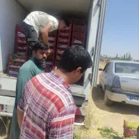 انگور عسکری بدون هسته