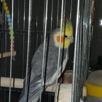 پرنده،عروس هلندی ماده