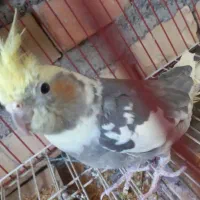 عرروس هلندی جفتش باهم 1200|پرنده|علیآباد کتول, |دیوار