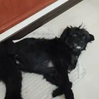 واگذاری کاملا رایگان سگ نر،تریر،حمایتی،امداد شده