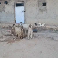 بزفروشی|حیوانات مزرعه|خرم‌آباد, |دیوار
