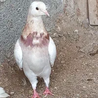 کبوتر تیرماه