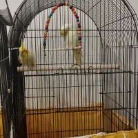 عروس هلندی مولد و غیر مولد|پرنده|فارسان, |دیوار