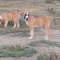 عزیزان نرو ماده الاباای وولکادو