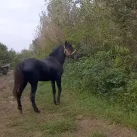 نریان باری سواری ۸سال