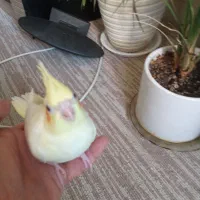 عروس هلندی لتینو