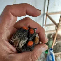 گلبسر|پرنده|سمیرم, |دیوار