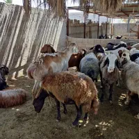 قوچ چینی