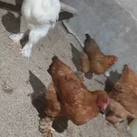 مرغ و خروس برهما و امپراتور|حیوانات مزرعه|آبسرد, |دیوار