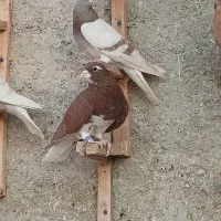 رنگی .کله .سینه .شهری .دم سفید|پرنده|محمله, |دیوار