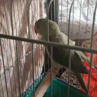 شاه طوطی ماده