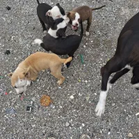 سگ نگهبان|سگ|ایلام, |دیوار