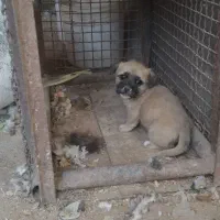 توله شتیزو|سگ|تربت جام, معدآباد|دیوار