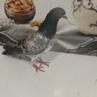کله سبز نر