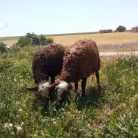 بره نر خوش قیمت
