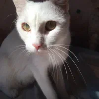 واگذاری گربه نژادترکیش