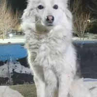 سگ هاسکی|سگ|باسمنج, |دیوار