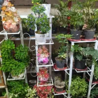 استند گل گلفروشی رز جاویدان|گل و گیاه طبیعی|بروجن, |دیوار