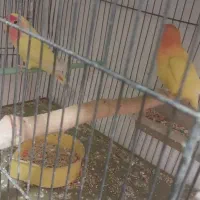 برزیلی عروس فنچ|پرنده|فردیس, ثابتی|دیوار