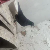 پرنده|پرنده|همدان, |دیوار