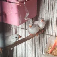 فنچ و مرغ عشق|پرنده|جوانرود, |دیوار