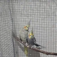 عروس هلندی مولد|پرنده|بندر گناوه, |دیوار