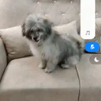 سگ فانتزی گمشده|حیوانات|شیراز, شهرک گلستان|دیوار