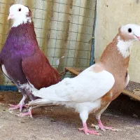 جفت خوش خال