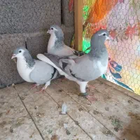 کفتر