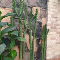 کاکتوس ستونی چند ساله