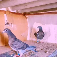 پرنده کبوتر سبز