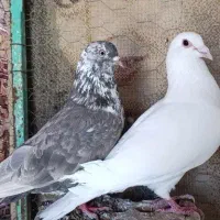 کفتر