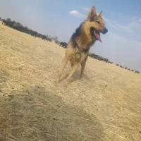 سگ گرگی
