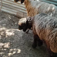 فروش میش بره