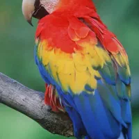 فروش گوشی شیائومی نوت13پروپلاس5G در حد نو|موبایل|اسلامشهر, مطهری|دیوار