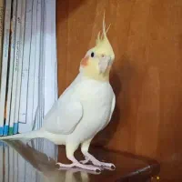 عروس هلندی پیدا شده
