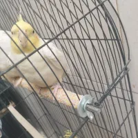 عروس هلندی نر سنگو|پرنده|دماوند, گیلاوند|دیوار