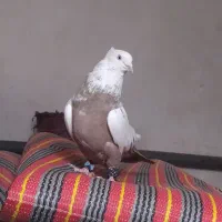 نرو ماده دمی