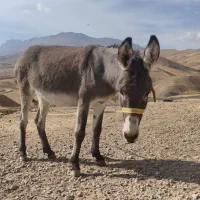 ماده خر سه ساله گله ای