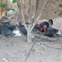 فروش بوقلمون برنز تخم گذار|حیوانات مزرعه|زرند, |دیوار