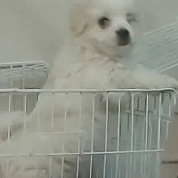 شیتزو عروسکی|سگ|شیراز, محراب|دیوار