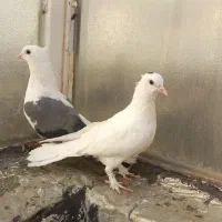 کبوتر. سفید داغ سر  وپشت سبز یکتی و زاغ کله ماستی
