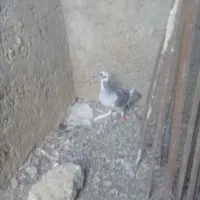 چندعددنرگرفتنی