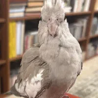 پرنده عروس هلندی