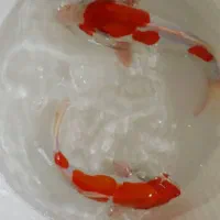 ماهی کوی|ماهی|تهران, جوادیه|دیوار