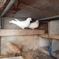 چوری وکفتر|پرنده|یزد, |دیوار