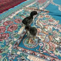 جوجه لاری اصیل ، مرغ اوشامو ، قفس شیک