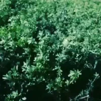 بذر یونجه و ذرت|عمده‌فروشی|شاهین دژ, |دیوار